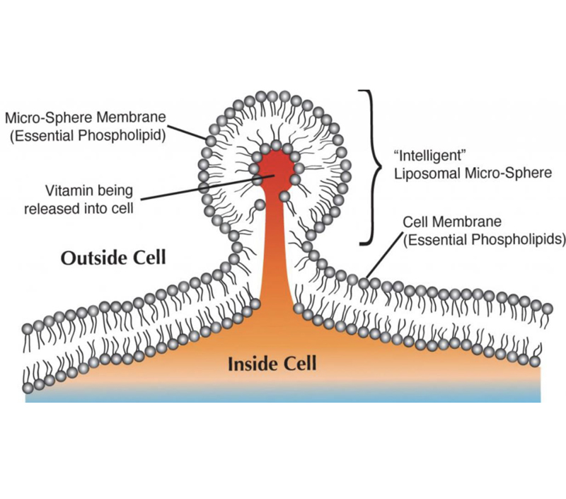 Tasa de absorción Doble