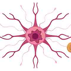 Salud del sistema nervioso