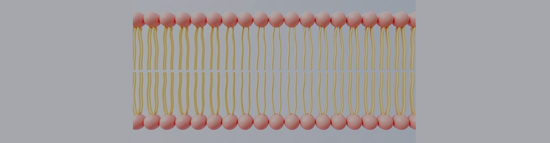 Personalización liposomal