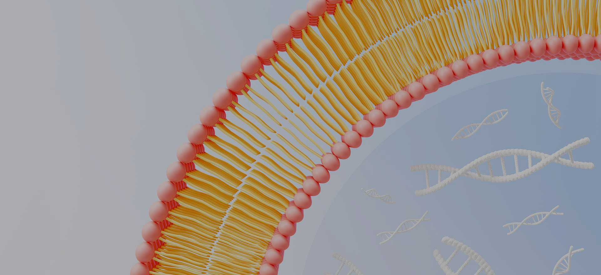 ¿Por qué elegir LiposoMore?