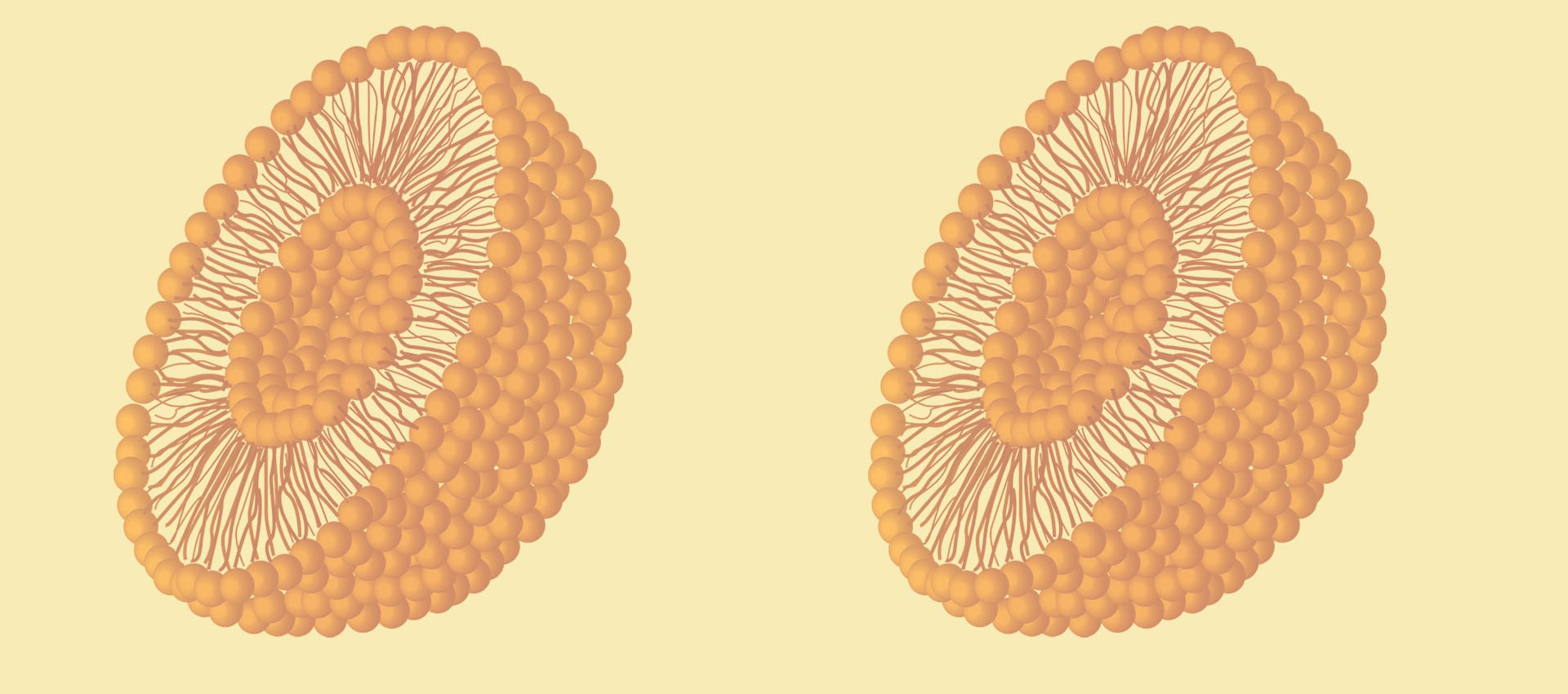 Vitamina liposomal B2
