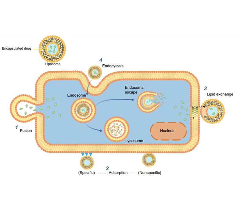 Orientación y liberación sostenida