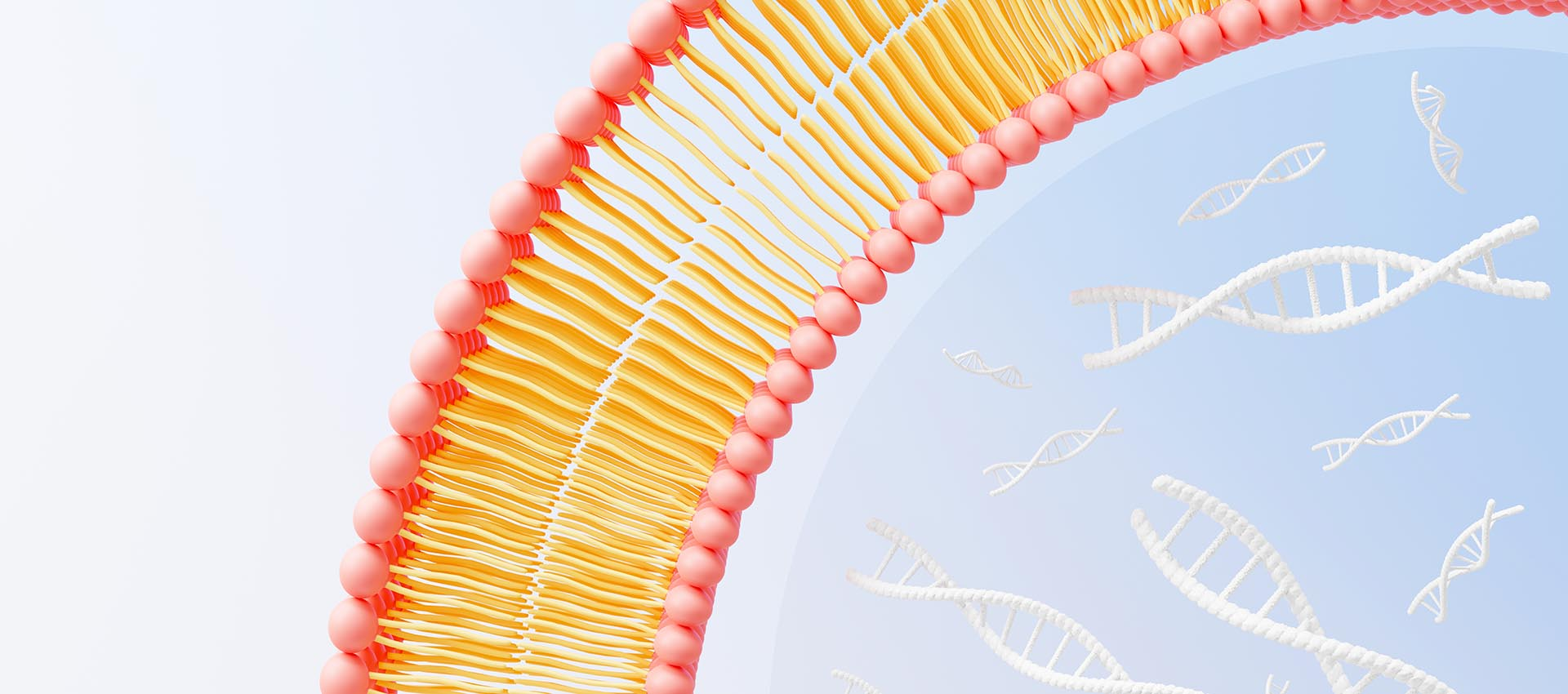 Ácido fólico liposomal