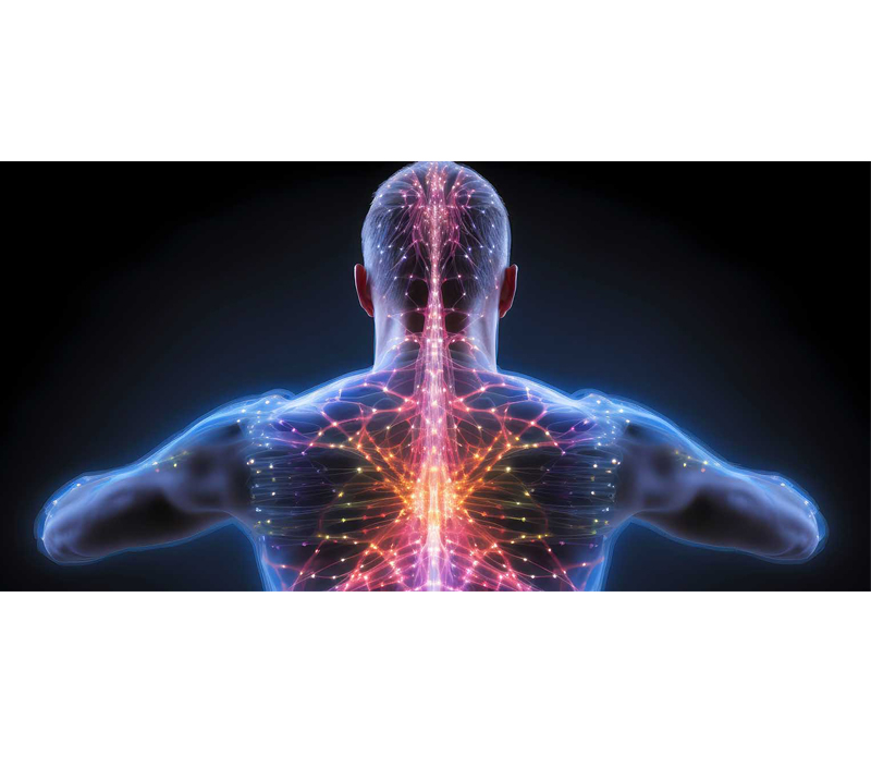 Promueve la salud del sistema celular y nervioso