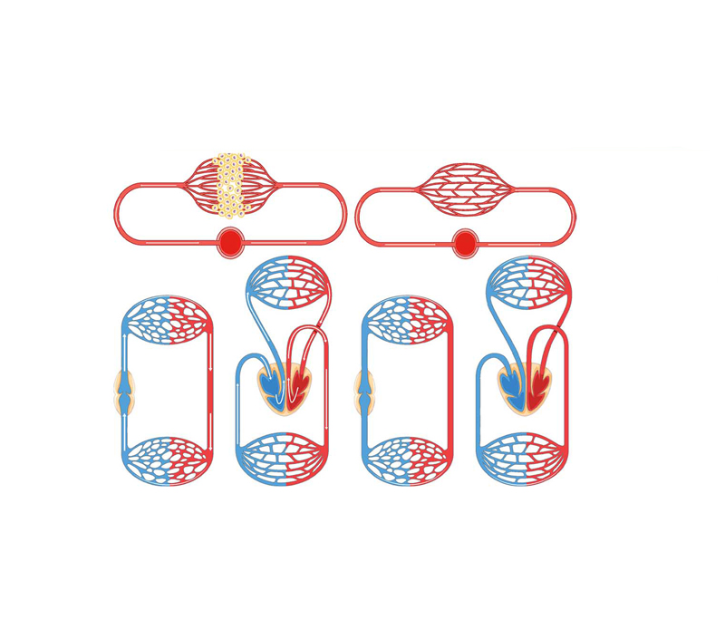 Apoya la energía y la función mitocondrial