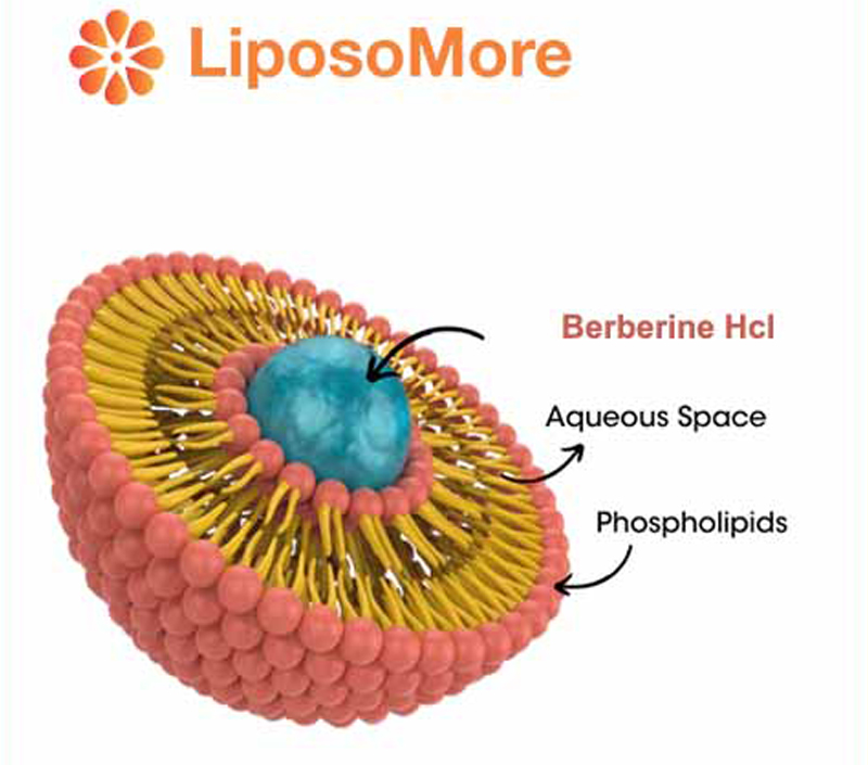Apoya el colesterol y la salud cardiovascular