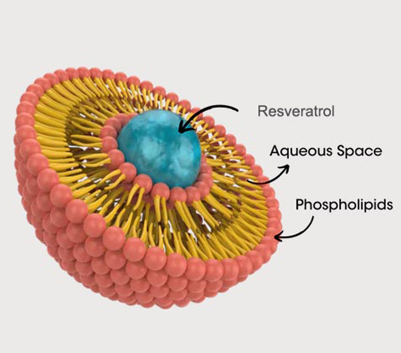 Anti-envejecimiento y protección celular