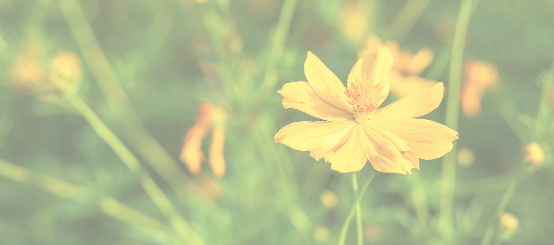 Clorhidrato de berberina liposomal