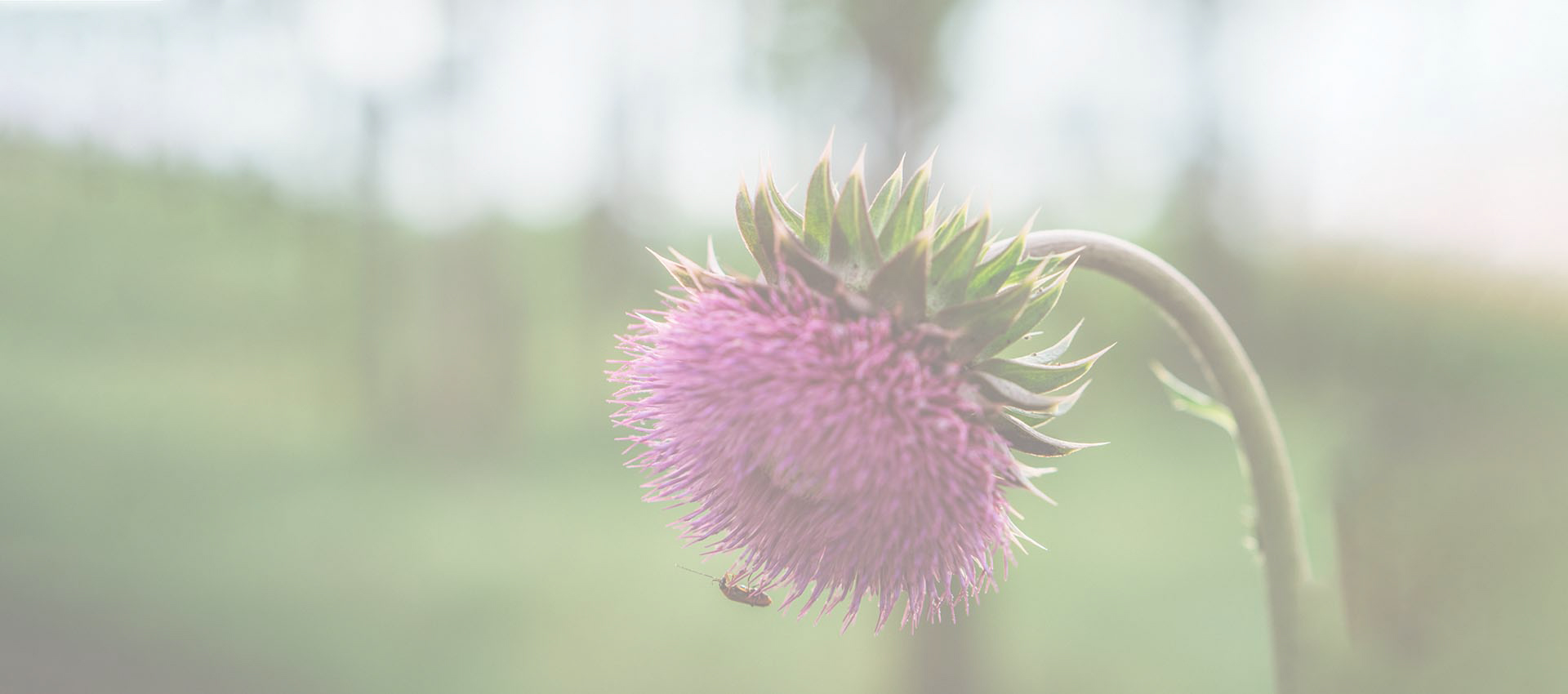 Silimarina liposomal