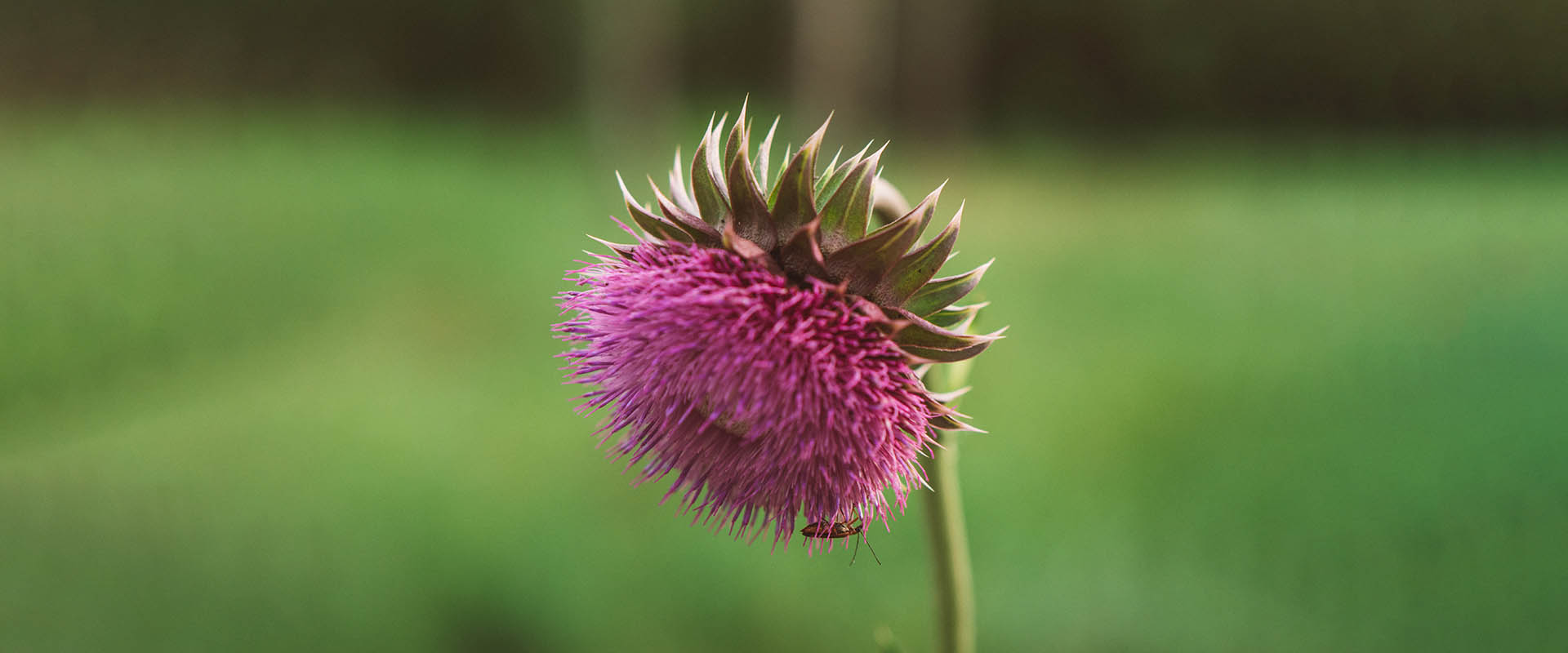Características de silimarina liposomal