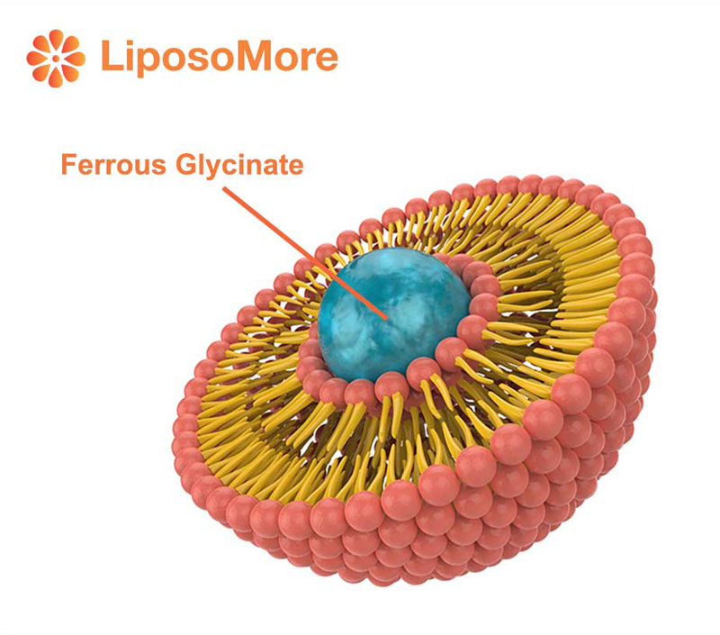 Biodisponibilidad significativamente mejorada para la suplementación eficiente