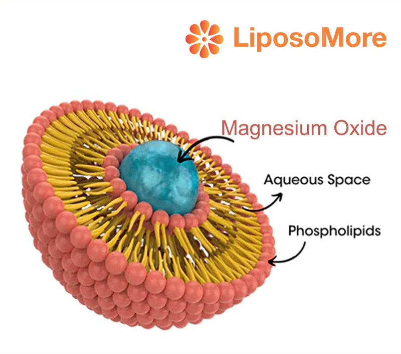 Apoya el metabolismo de la energía y la función muscular