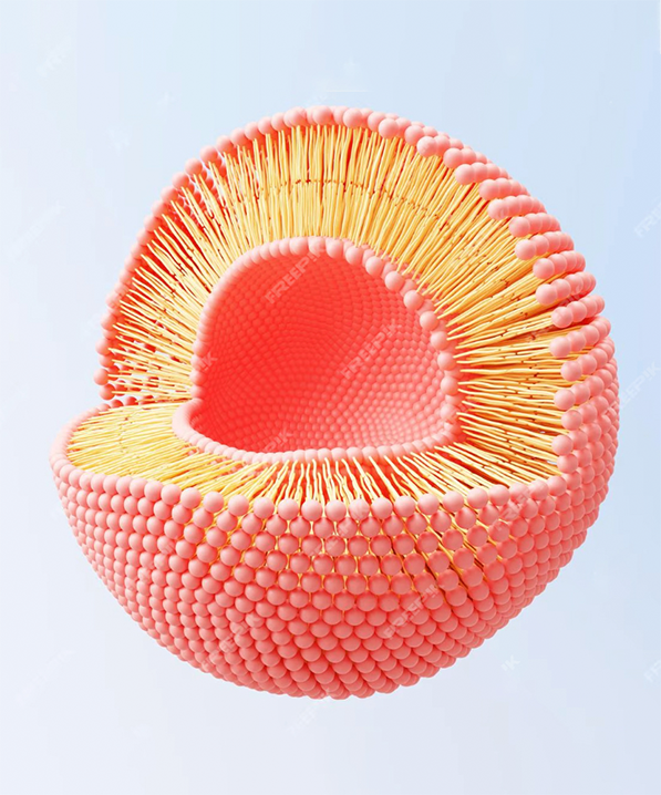 ¿Qué es Liposomal?